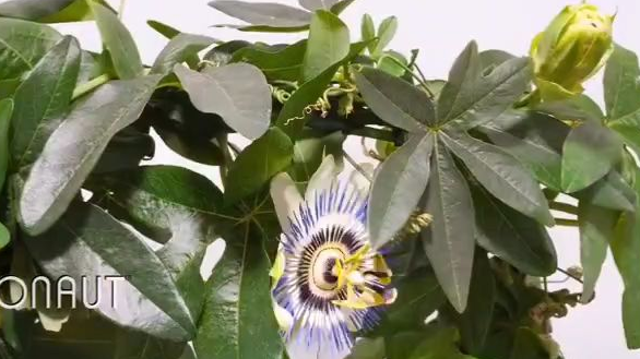 【延时摄影】一颗植物的生长过程震撼